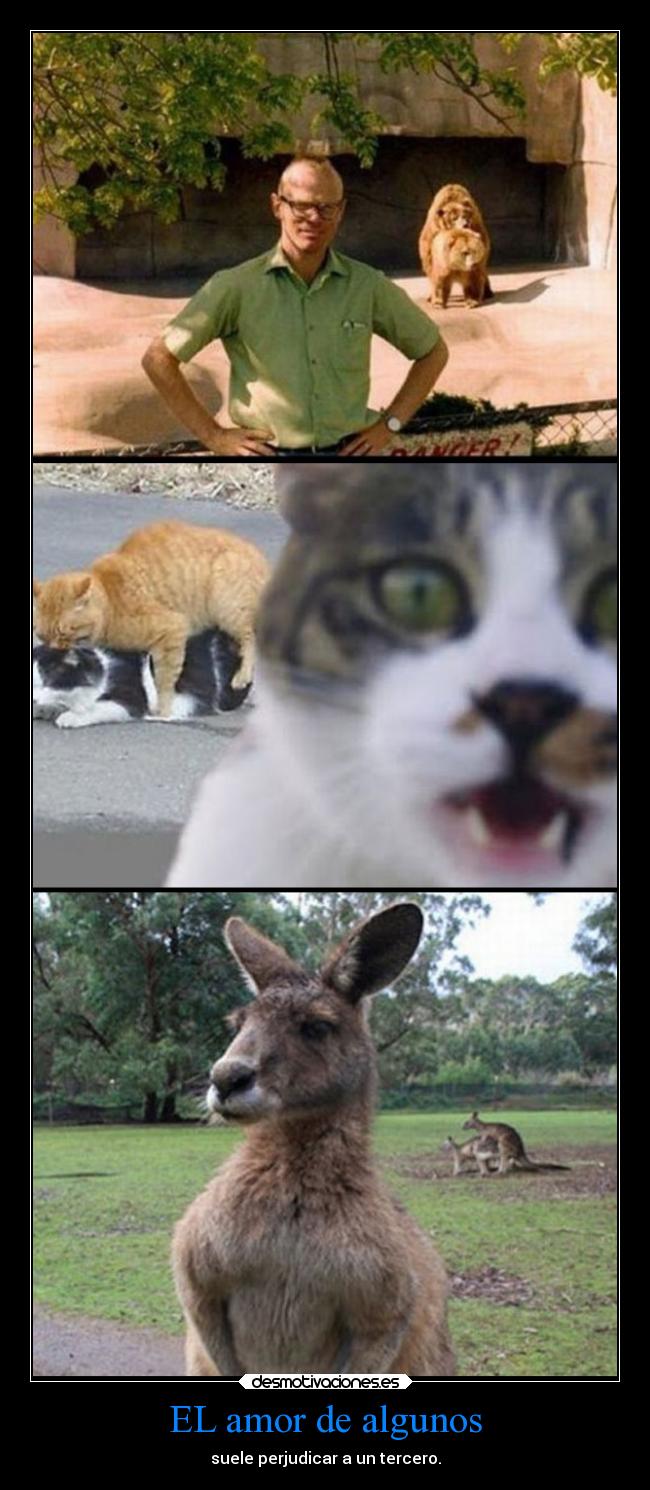 carteles amor fail amor animales humor antaras soyunidiotatm fotos desmotivaciones