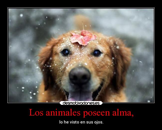 Los animales poseen alma, - lo he visto en sus ojos.