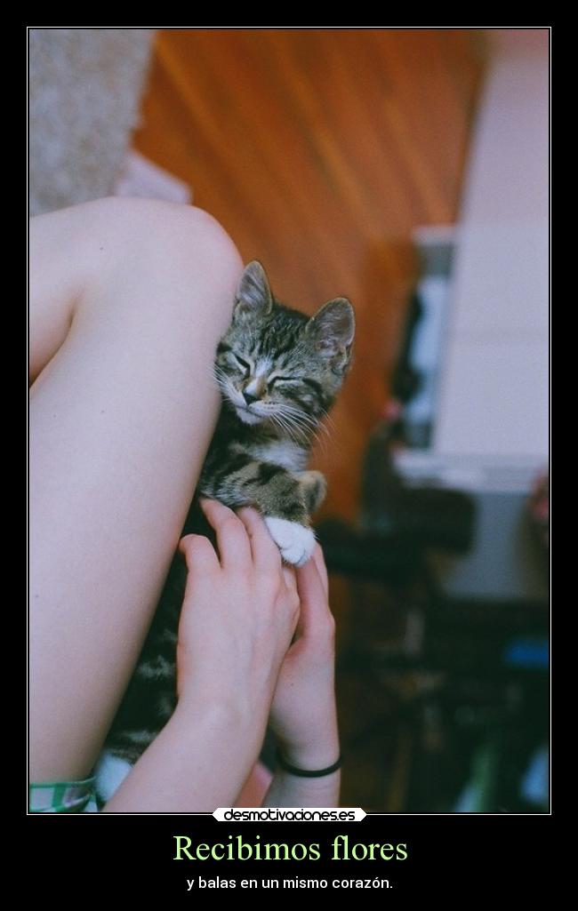 carteles animales desmotivaciones