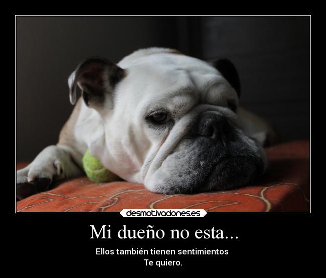 Mi dueño no esta... - Ellos también tienen sentimientos
Te quiero.