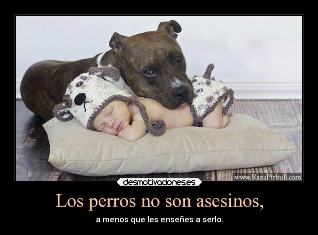 Los perros no son asesinos, - a menos que les enseñes a serlo.