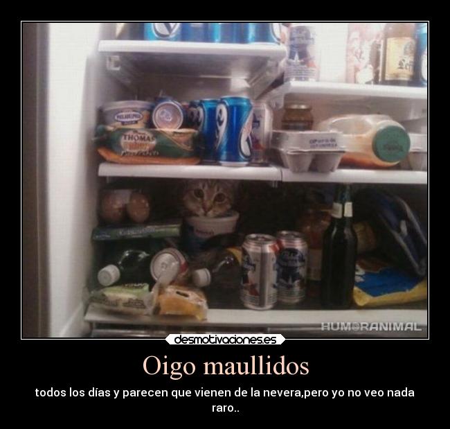 Oigo maullidos - todos los días y parecen que vienen de la nevera,pero yo no veo nada
raro..