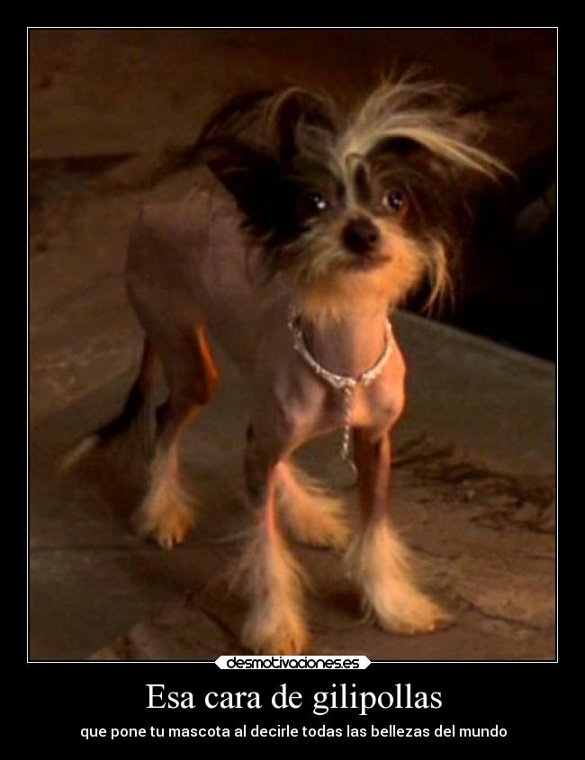 Esa cara de gilipollas - que pone tu mascota al decirle todas las bellezas del mundo