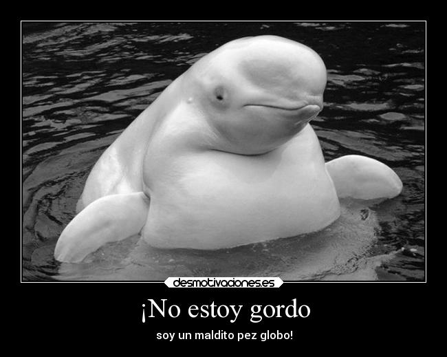 ¡No estoy gordo - soy un maldito pez globo!