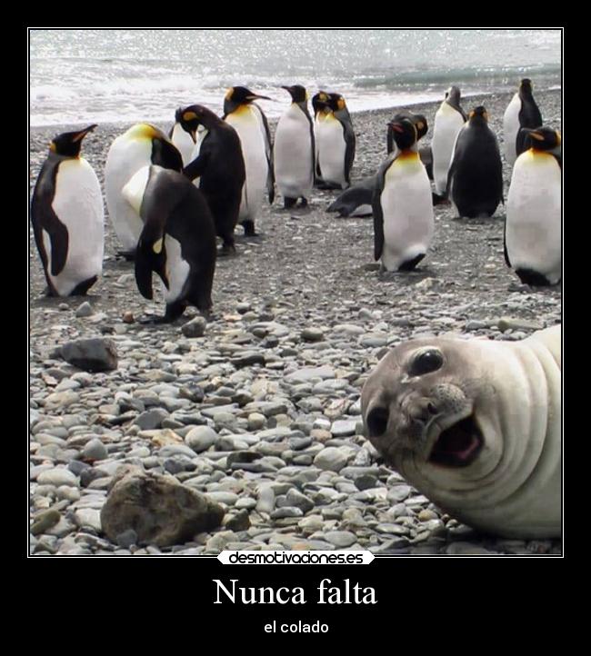 carteles animales humor fotos chistosa desmotivaciones