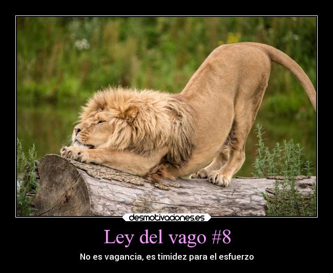 Ley del vago #8 - 