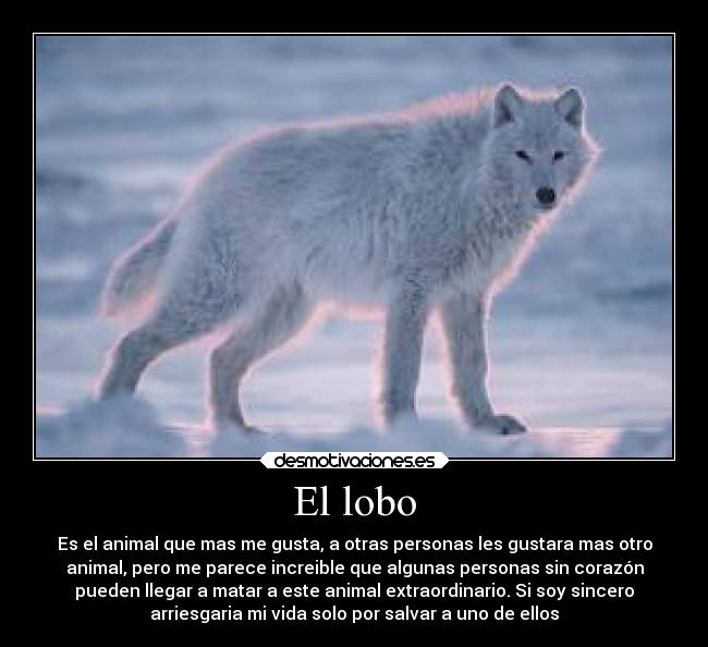 El lobo - Es el animal que mas me gusta, a otras personas les gustara mas otro
animal, pero me parece increible que algunas personas sin corazón
pueden llegar a matar a este animal extraordinario. Si soy sincero
arriesgaria mi vida solo por salvar a uno de ellos