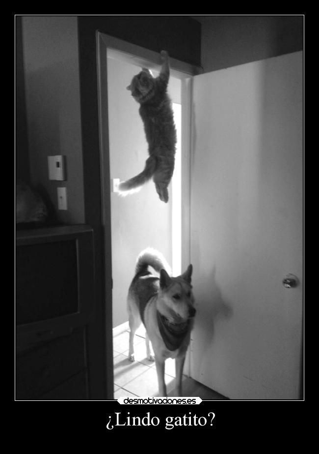 ¿Lindo gatito? -