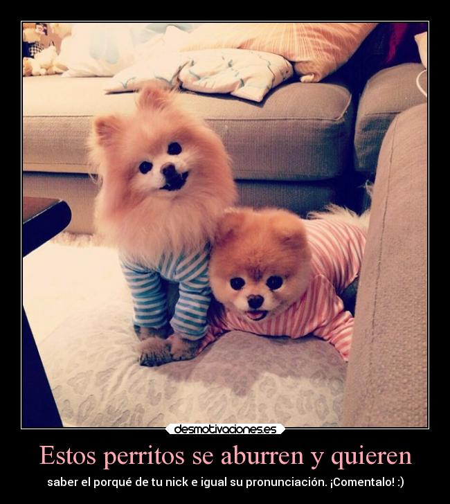 Estos perritos se aburren y quieren - saber el porqué de tu nick e igual su pronunciación. ¡Comentalo! :)
