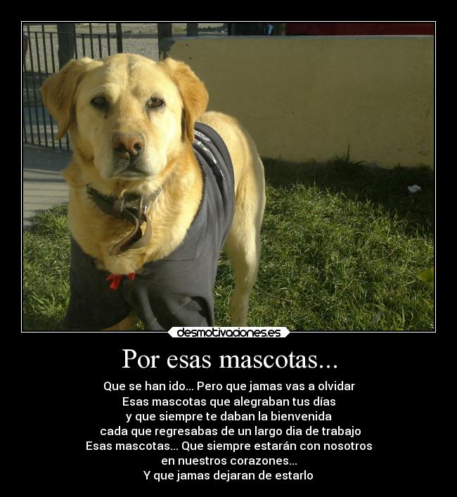 Por esas mascotas... -