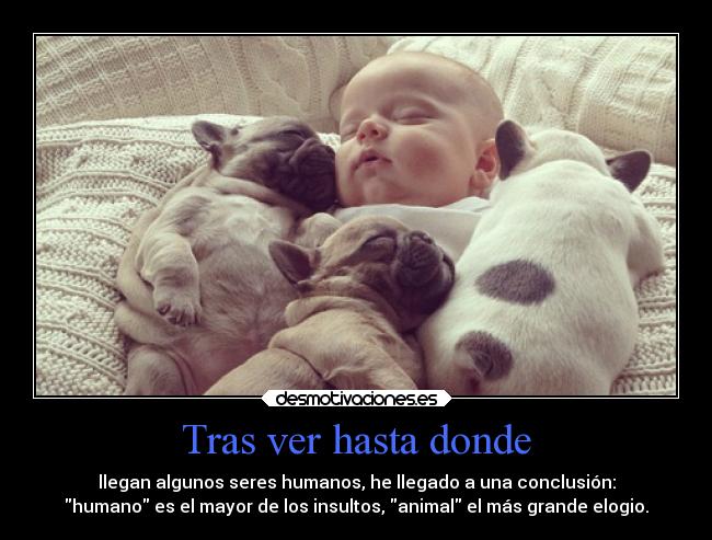 carteles animales vida godricvampire666 unicorniosrosasyazules mortals desmotivaciones