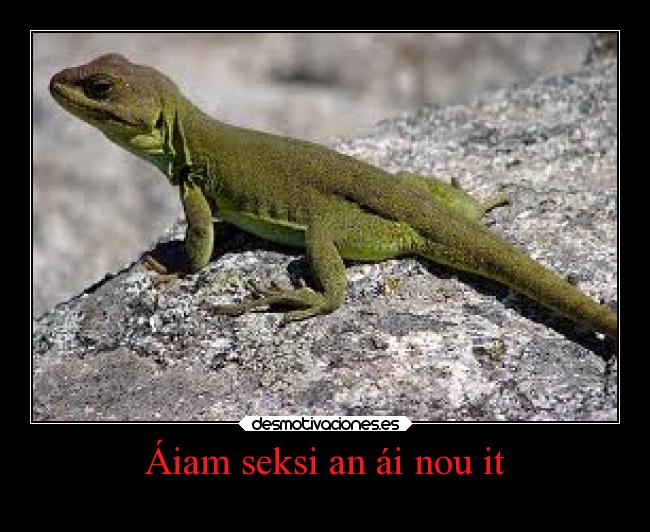 Áiam seksi an ái nou it -