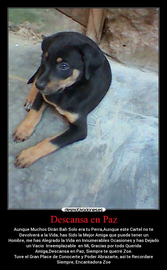 Descansa en Paz - Aunque Muchos Dirán Bah Solo era tu Perra,Aunque este Cartel no te
Devolverá a la Vida, has Sido la Mejor Amiga que puede tener un
Hombre, me has Alegrado la Vida en Innumerables Ocasiones y has Dejado
un Vacio  Irreemplazable  en Mi, Gracias por todo Querida
Amiga,Descansa en Paz, Siempre te querré Zoe.
Tuve el Gran Place de Conocerte y Poder Abrazarte, así te Recordare
Siempre, Encantadora Zoe