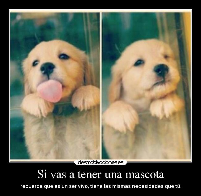 Si vas a tener una mascota - recuerda que es un ser vivo, tiene las mismas necesidades que tú.