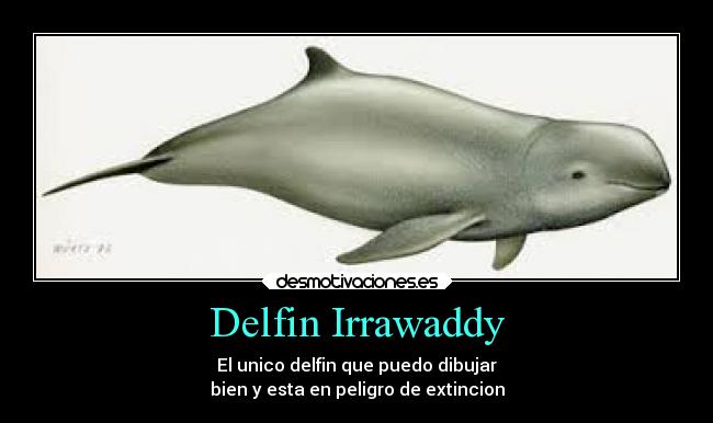 Delfin Irrawaddy - El unico delfin que puedo dibujar
bien y esta en peligro de extincion