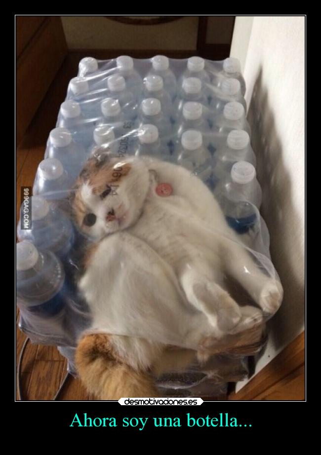 carteles casa humor gato botella enbotellao esta gatita199 georgi desmotivaciones