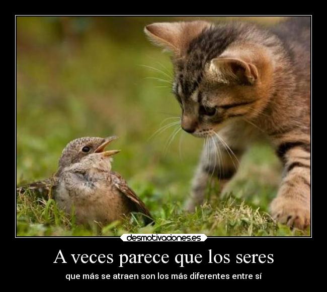 A veces parece que los seres - 