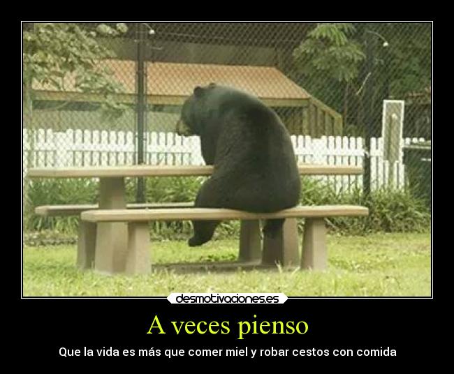 carteles chiste desmotivaciones oso winnieh the poo yogi reflexion desmotivaciones