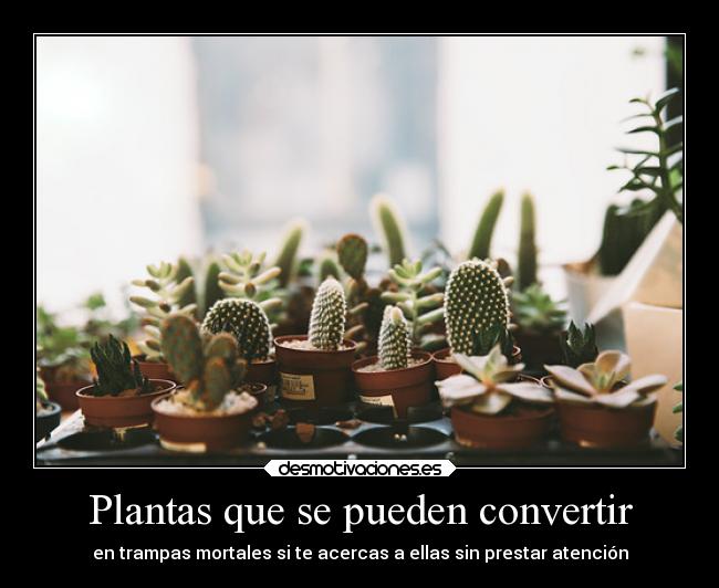 Plantas que se pueden convertir - 