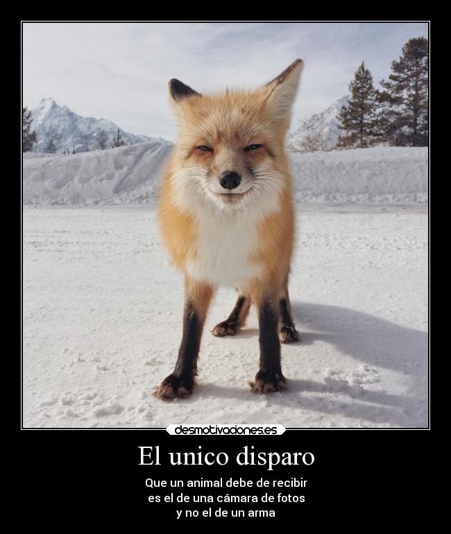 carteles confianza ayuda alegria animales zorro cuidado estoyaburrida nosequehacer lol desmotivaciones