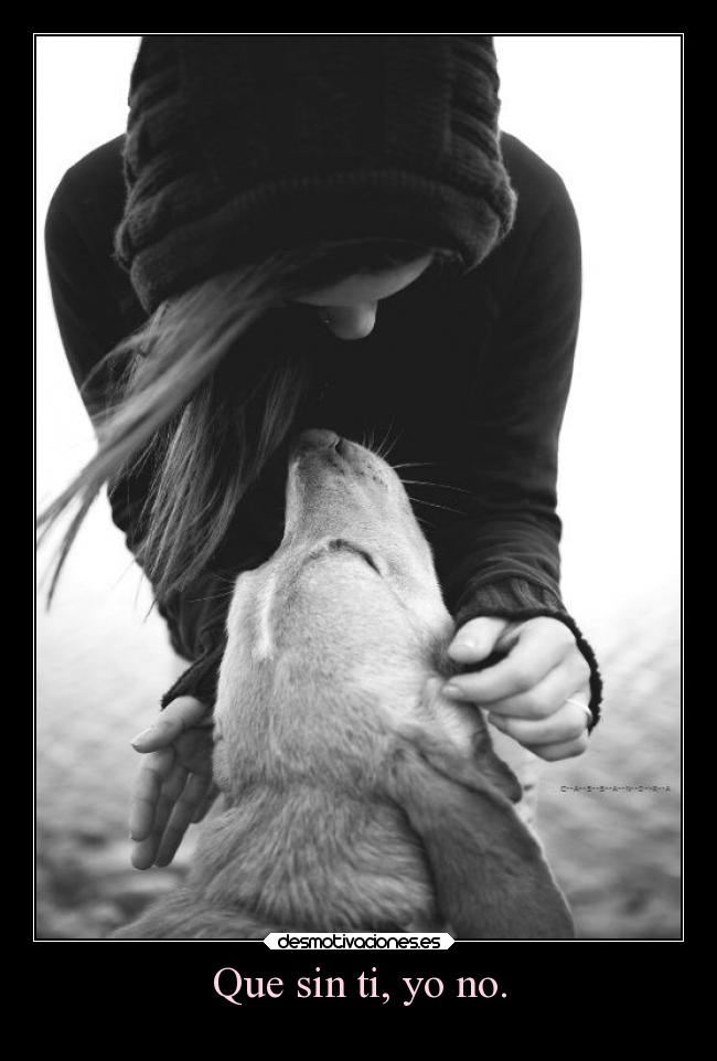 carteles desmotivaciones amor animales desmotivaciones