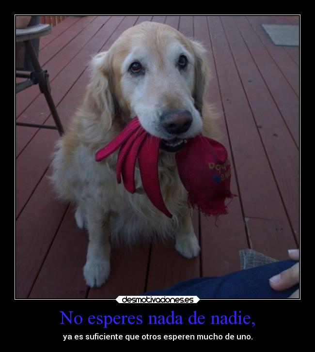 carteles desmotivaciones cachorro esperando desmotivaciones