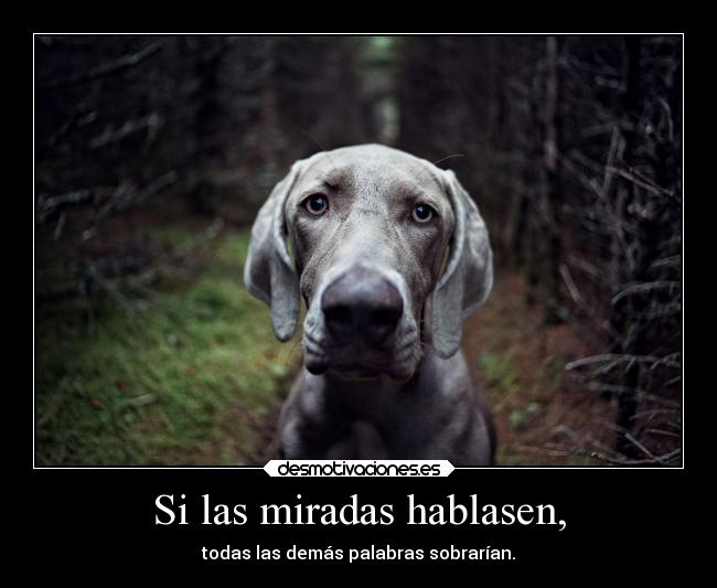 Si las miradas hablasen, -