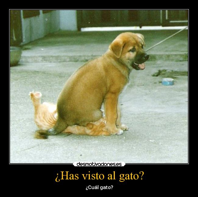 ¿Has visto al gato? - ¿Cuál gato?