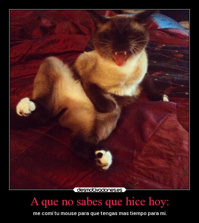 A que no sabes que hice hoy: - me comí tu mouse para que tengas mas tiempo para mi.