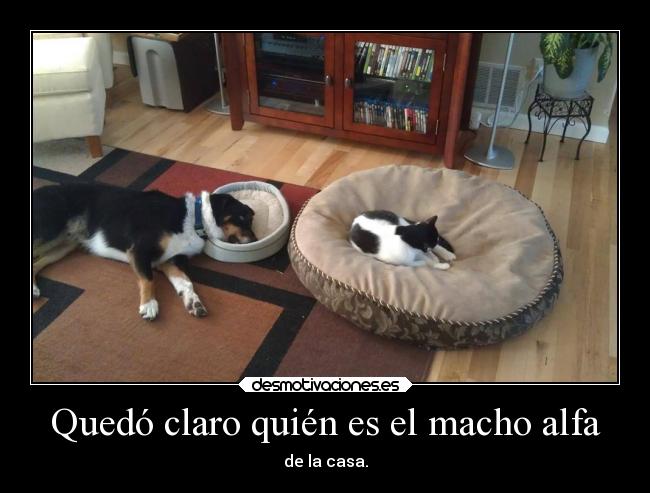 carteles desmotivaciones gatos tonteriasde karaoke perros soyunidiotatm desmotivaciones