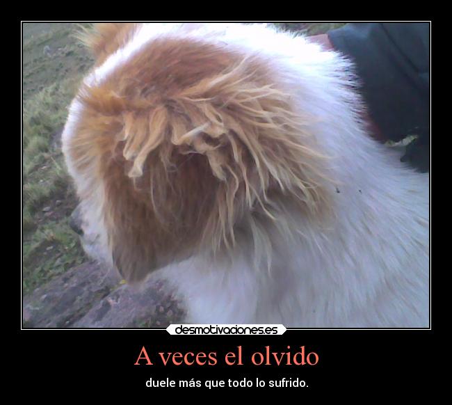 A veces el olvido - duele más que todo lo sufrido.