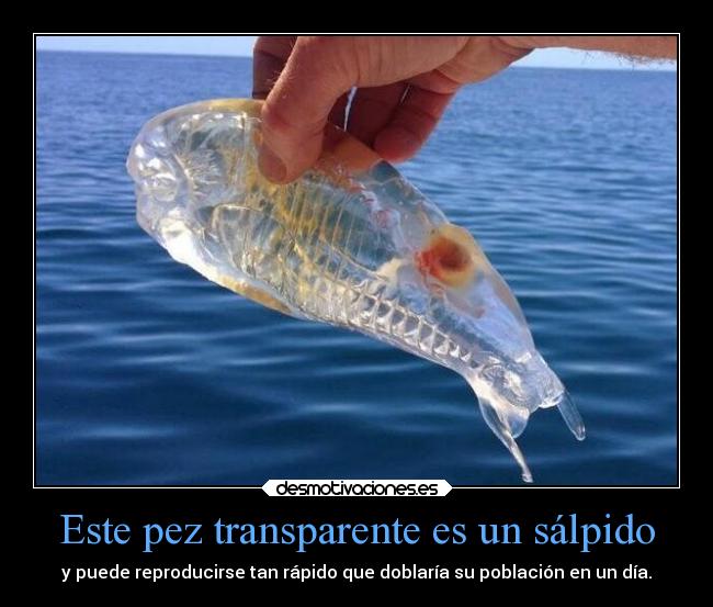 Este pez transparente es un sálpido -