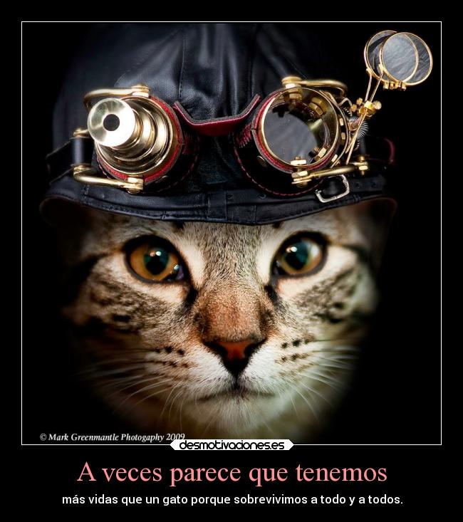 A veces parece que tenemos - más vidas que un gato porque sobrevivimos a todo y a todos.