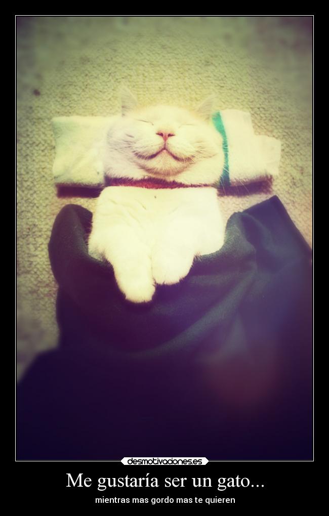 Me gustaría ser un gato... - mientras mas gordo mas te quieren