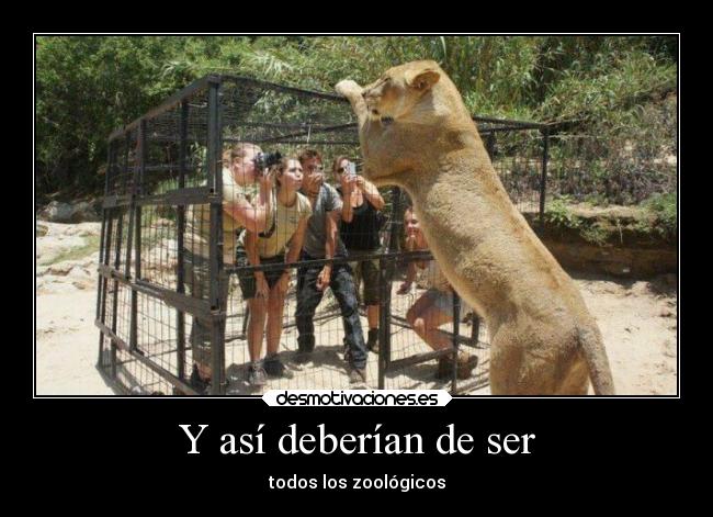 Y así deberían de ser - todos los zoológicos
