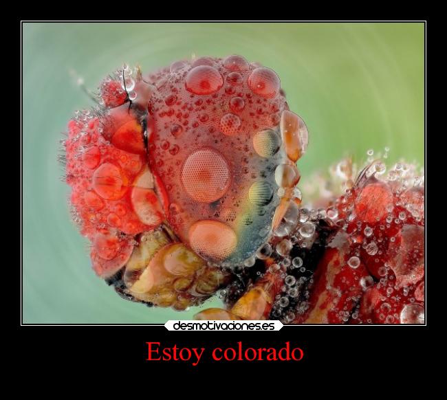 Estoy colorado -