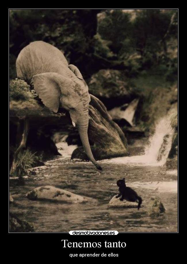 Tenemos tanto - 