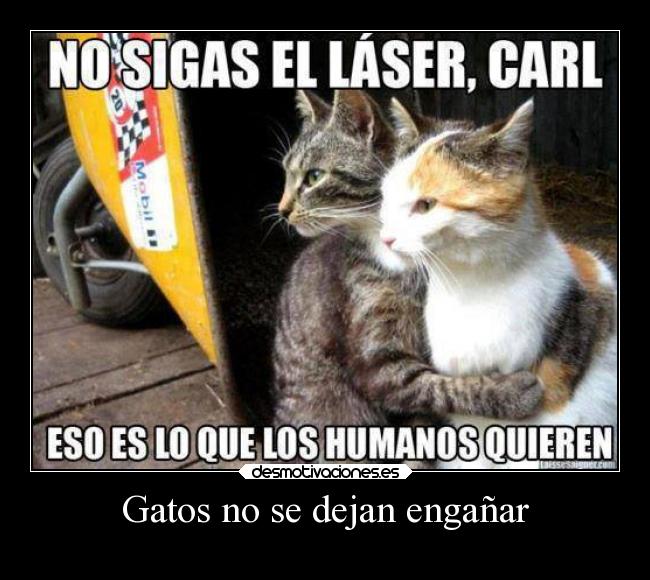 Gatos no se dejan engañar -