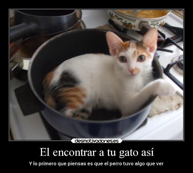 carteles gatos chistes perros cocina redgame porquelosgatossontanfamosos desmotivaciones