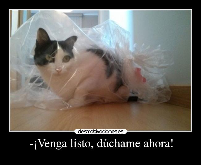 carteles gatos humor cuantogato breathebreathe desmotivaciones