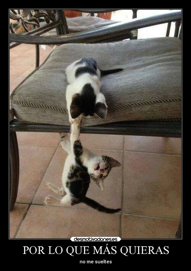 carteles gatos humor mas quieras sueltes gatitos gato lindos desmotivaciones