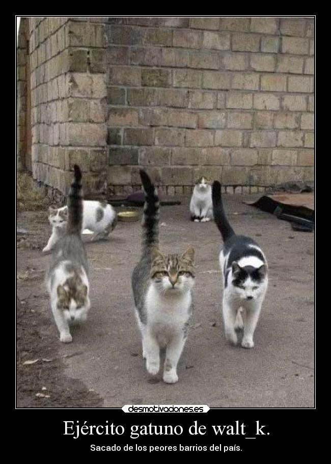 Ejército gatuno de walt_k. - Sacado de los peores barrios del país.