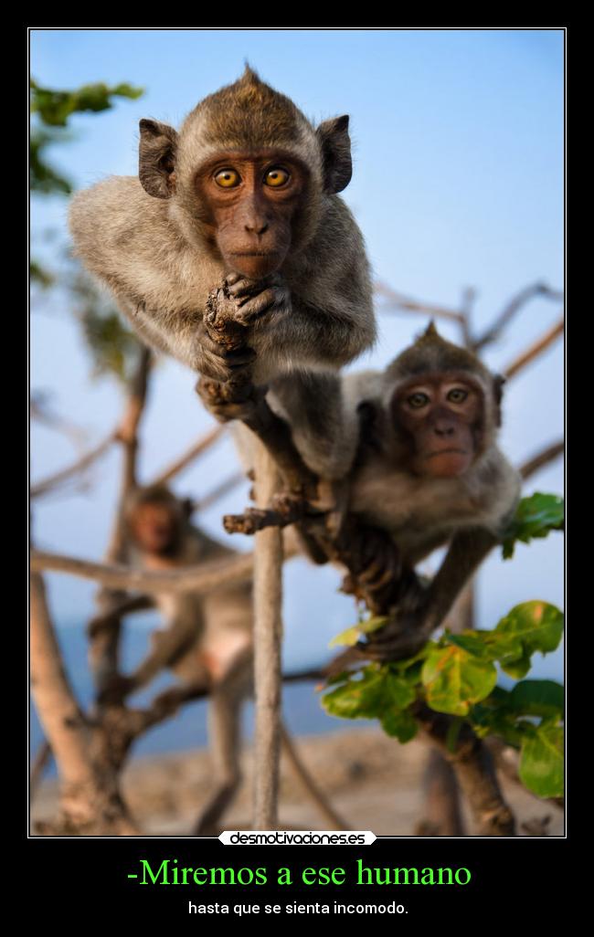 -Miremos a ese humano -