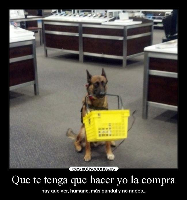 carteles humor graciosas animales hook perro gracioso compra desmotivaciones