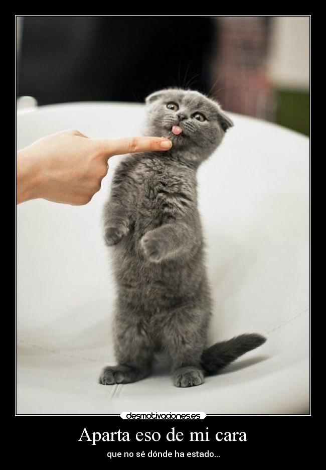 carteles humor graciosas desmotivaciones amistad gatos hook apartar dedo asco desmotivaciones