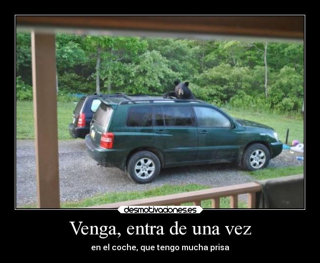 carteles humor oso esperando coche conductor desmotivaciones