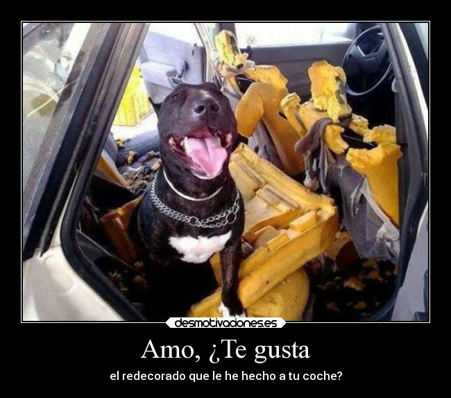 carteles humor perro redecorando coche desmotivaciones