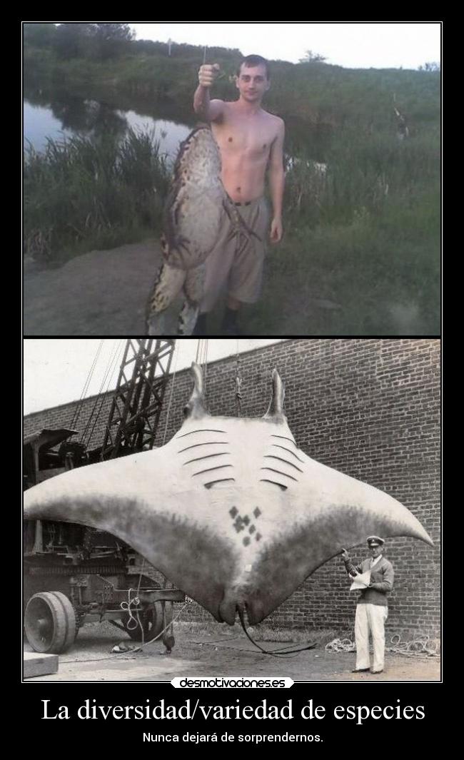 La diversidad/variedad de especies -