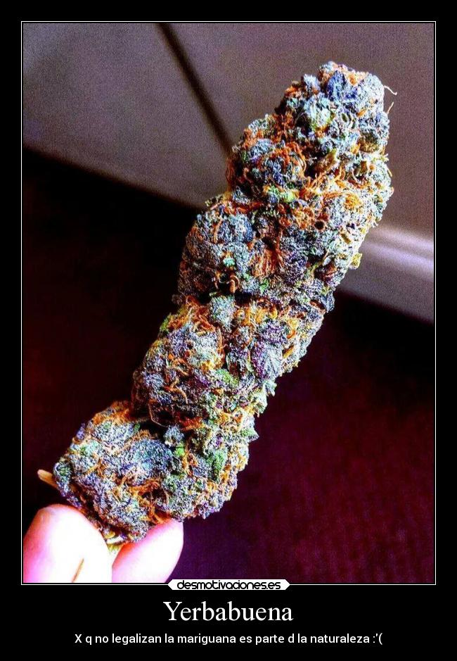Yerbabuena - X q no legalizan la mariguana es parte d la naturaleza :(