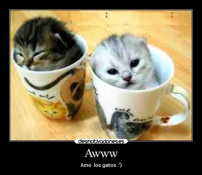 Awww - Amo los gatos :)